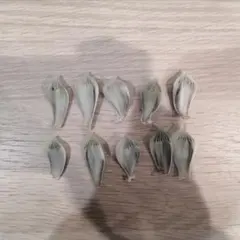ハオルチア　白蛇伝　葉挿し（おつとめ品）②のサムネイル