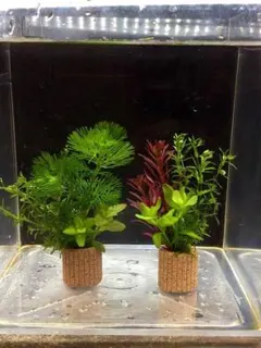 ☆置くだけ簡単レイアウト！ 水草３種植え ２個セット 吸着系多孔質ろ材付き⑤のサムネイル