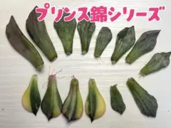 2025年最新】シルバープリンス錦の人気アイテム - メルカリ