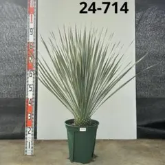 ユッカ　ロストラータ　ランチョブルー【24-714】シルバーブルー