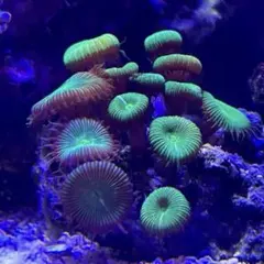 ミズミズ様 リクエスト 2点 まとめ商品