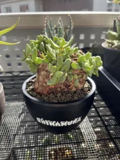 2025年最新】ピグマエア 現地球の人気アイテム - メルカリ