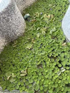 浮き草 観賞魚 メダカ 金魚 飼育 繁殖 隠れ家 水草のサムネイル