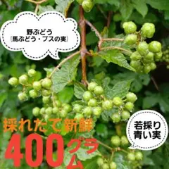 yukiyuki28様専用 青森県産 実山椒 ☆採れたて 300g+増量中！ - メルカリ