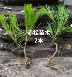 赤松苗木 2本セットのサムネイル