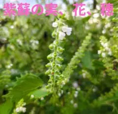 穂紫蘇６００本以上 @60サイズ箱いっぱい!!、農薬不使用 2025年最新】紫蘇の穂の人気アイテム - メルカリ