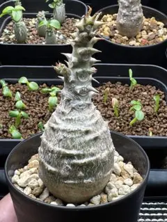 パキポディウム　ウィンゾリー　国内実生（6株セット） 6パキポディウムウィンゾリー 国内実生株 パキポディウム ウィンゾリー