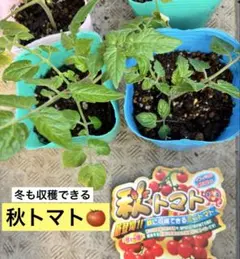 2025年最新】苗の人気アイテム - メルカリ