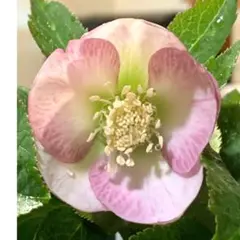 クリスマスローズ 加藤農園レッドエンジェル 発芽苗 2苗セット - メルカリ