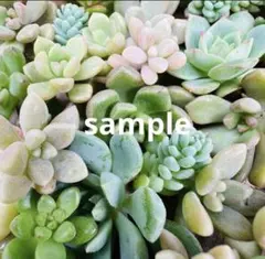 ✾おまかせカット苗 ご購入前にお願いをご一読ください˖*多肉植物 寄せ