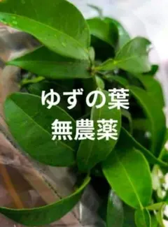 アゲハの餌にどうぞ 柚子の葉40枚 無農薬 No.33 - メルカリ