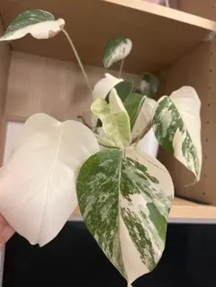 発根済❗️葉4枚 Monstera White Mint OC 斑入り モンステラ - メルカリ