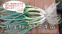 ぼうずしらずねぎ苗　80本（畑での生育が良い様に、根と葉を沢山残して発送します）