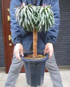 【現品】多頭　ユッカ・デスメティアーナ　８号　TK番