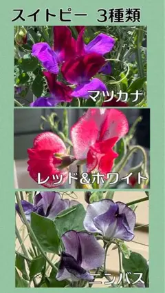 スイトピー3種類セット（別包装）のサムネイル