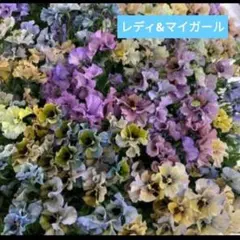 人気　ビオラ　種　レディ　マイガール　mix計15粒　種　パンジーのサムネイル