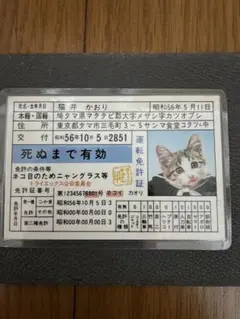 お値下げ交渉可能です。なめ猫　免許証 お値下げ交渉可能です。なめ猫 免許証 - メルカリ