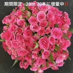 産地直送❗️短め！！バラ 切り花・生花　フェリシタル（濃いめピンク色）20㎝70本のサムネイル