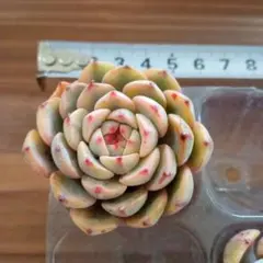 そらじろう様 リクエスト 2点 まとめ商品