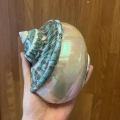 夜光貝 磨き上げ済み 超特大 19cm 位置物 アクセサリー - メルカリ