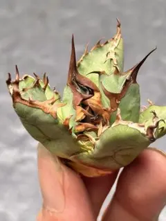 アガベ　チタノタ　麻花龍　子株 (検索)表裏棘　皇冠　大白鯊　悪魔くん　白犀 2025年最新】悪魔くん アガベの人気アイテム - メルカリ