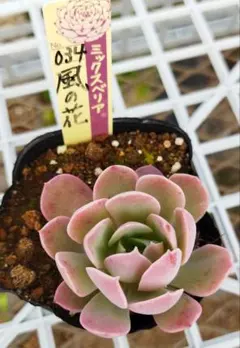 まこ様 リクエスト 3点 まとめ商品