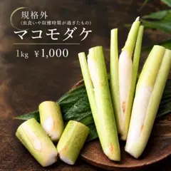 信州産 マコモダケ 規格外 1kg