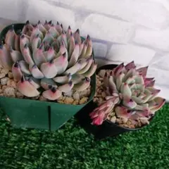 ミックスベリア　紫紺の矢　2苗セット