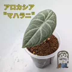 2026年最新】アロカシア マハラニの人気アイテム - メルカリ