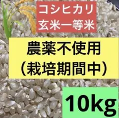 農薬は不使用（栽培期間中）10キロ　令和7年 兵庫県産 コシヒカリ 玄米 一等米 農薬は不使用（栽培期間中）10キロ 令和7年 兵庫県産 コシヒカリ 玄米