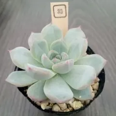 多肉植物　コルテス☓ラウリンゼのサムネイル
