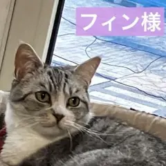 iPhone 変換アダプタ 純正  5個 イヤホンジャック 正規品