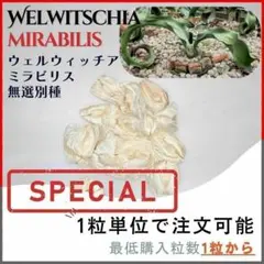 2025年最新】ウェルウィッチアの人気アイテム - メルカリ