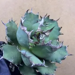 2025年最新】姫厳竜の人気アイテム - メルカリ