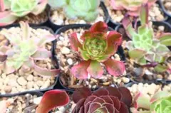 7 #観葉植物 アエオニウム錦❤️花月夜錦❤️7小頭10cm 拔き苗 - メルカリ