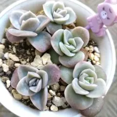 2025年最新】ラブリーローズの人気アイテム - メルカリ