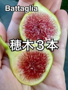 2026年最新】イチジク苗木の人気アイテム - メルカリ