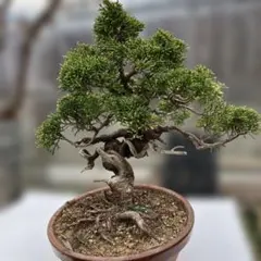 極上・小品真柏】真柏 盆栽 樹高19cm×横幅23cm 模様木 鉢付き - メルカリ