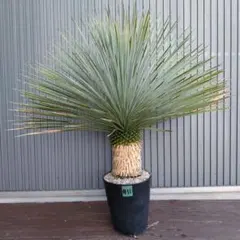 #11 ユッカ ロストラータ yucca rostrata（発根済）