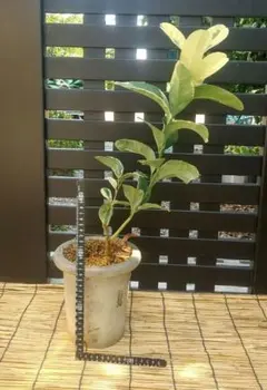 ☀幸運を招く縁起物飾り 仏手柑、斑入り仏手柑のご案内 です。 2025年