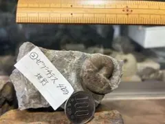 化石 アンモナイト ゼランチラス 地野 - メルカリ