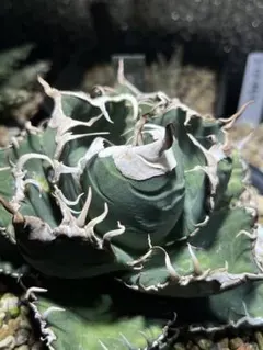 2025年最新】スーパーチタノタ カクタスグリーンの人気アイテム