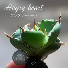 匿名配送【オークション】REZA血統　イラン株　　アガベ　アングリーハートのサムネイル