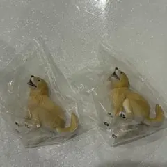 ゴールデンレトリバー カプセルトイ