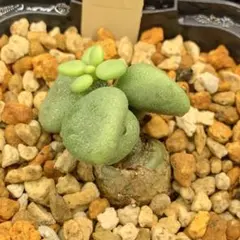 もうすぐ3頭！　ボドレイアエ　チレコドン　多肉植物　塊根植物　実生 もうすぐ3頭！ ボドレイアエ チレコドン 多肉植物 塊根植物 実生