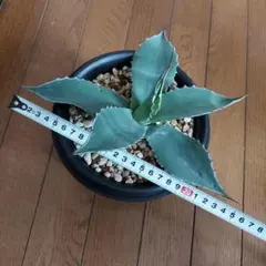 2026年最新】アガベ 大型の人気アイテム - メルカリ