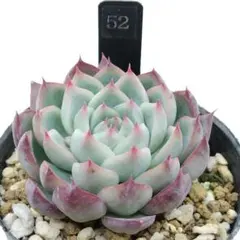 rk ... ⑅様 リクエスト 3点 まとめ商品