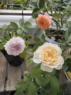Rosa Orientis ルクソール 接木大苗 バラ苗 6号鉢 薔薇 苗 - メルカリ