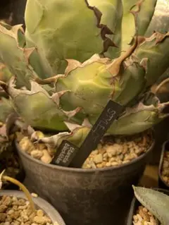 2026年最新】STYLE of chikaの人気アイテム - メルカリ