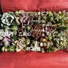 多肉植物 カット苗詰め合わせ セットＡ